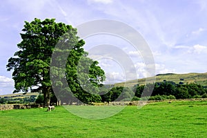 Pastoral idyllic in Hawes, in Wensleydale, in the Yorkshire Dales, England.