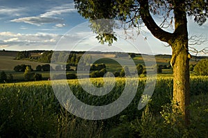 Pastoral Landscape photo