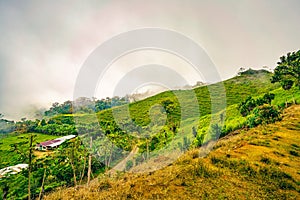 A pastoral landscape in Uvita, Puntarenas Province of Costa Rica, where lush hills are wrapped in a gentle mist