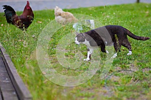 Pastoral Poise: Cat Among the Chickens