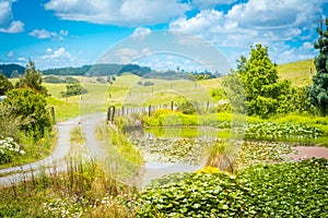 Pastoral rural landscape with gravel road winding past lily pond towards lush green rolling hills.