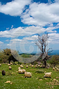 Pastoral scene photo