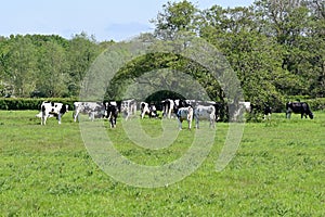 Pastoral Scene of Cattle Grazing in Meadow, Norfolk, England, UK.