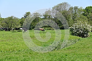 Pastoral Scene of Cattle Grazing in Meadow, Norfolk, England, UK.