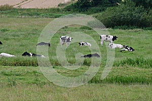 Pastoral Scene of Cattle Grazing in Meadow, Norfolk, England, UK.