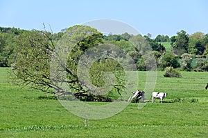 Pastoral Scene of Cow Grazing in Meadow, Norfolk, England, UK.