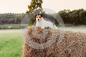 Pastoral scene with a dog lying down on haystack and evening fog