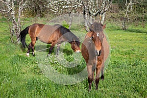 Pastoral Serenity: Horses in the Spring Pasture