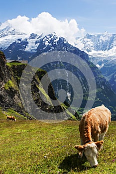 Pastoral splendor in the Swiss Alps photo