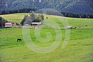 Pastural landscape with horses in Low Tatras national park