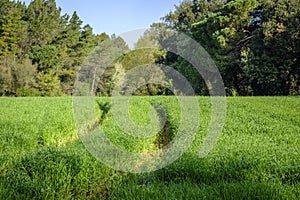 Pasture area in a rural area.