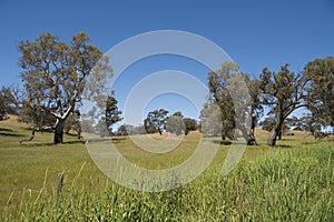 Pasture Barossa Valley, Australia