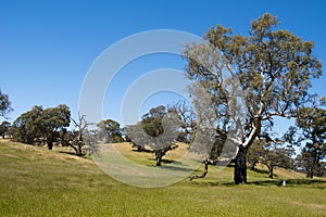 Pasture Barossa Valley, Australia