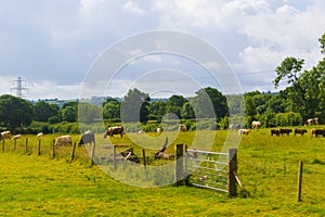 Pasture at beautiful Mendip Hills England