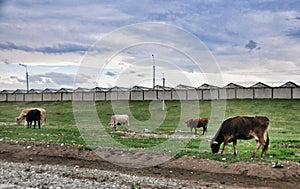 Pasture cows