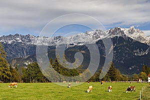 Pasture with cows under Austrian Alps nearby Bischofshofen