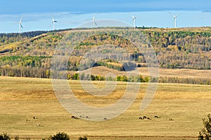 Pasture in fall with horse and wind turbines