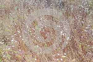 Pasture, field, meadow. Dry ears. Yellowed grass. The background texture. Summer autumn. A lot of dry yellow ears of corn.