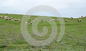 Pasture of a flock of sheep in the Kalmyk steppe