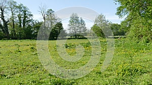 Pasture, flower meadow with trees in spring, blue sky, Germany, Europe