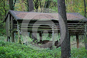 Pasture with food for wild animals