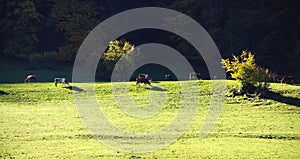 Pasture with grazing cattle in the morning sidelight