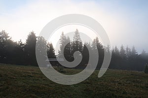 Pasture with grazing horse near forest in foggy morning