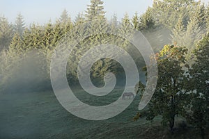 Pasture with grazing horse surrounded by trees in foggy morning