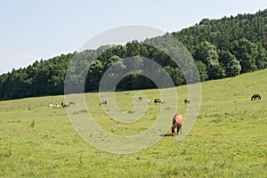 Pasture grazing horses green field meadow farmland landscape herd equine