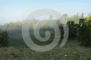 Pasture with grazing horses surrounded by trees in foggy morning