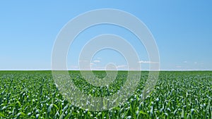 Pasture with juicy young grass. Green grass swaying in wind. Natural texture in motion. Wide shot.