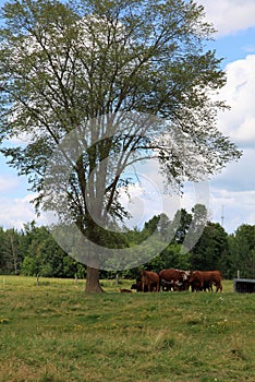 Pasture land and beef cattle