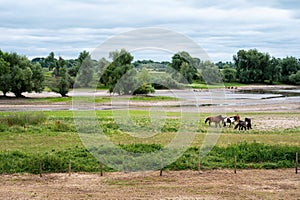 Pasture landscape scene with grazing horses around Passewaaij