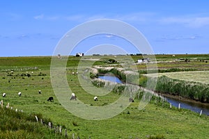 Pasture landscape with sheep and salt marshes in Husum photo