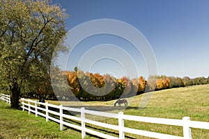 Pasture lined with colorful trees