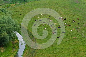 Pasture for livestock. Background with selective focus and copy space