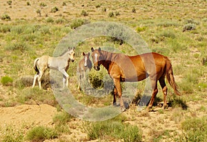 Pasture mares and colts