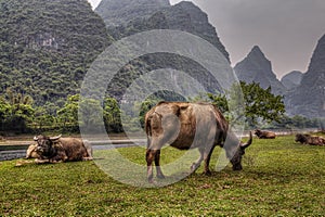 Pasture meadows in rural China, red cows graze in Guangxi.