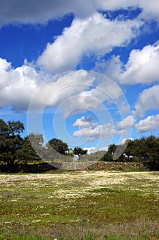Pasture of oaks and green meadow with blue sky splashed with clouds 1