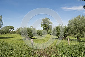 Pasture with pollard willows photo