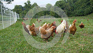 Pasture raised chickens
