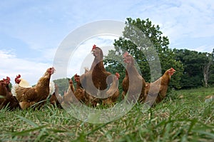 Pasture raised chickens