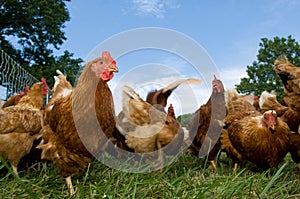 Pasture raised chickens feeding