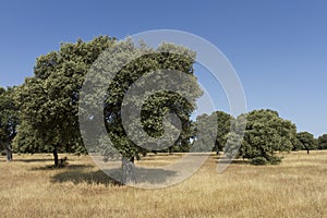 Pasture in Salamanca