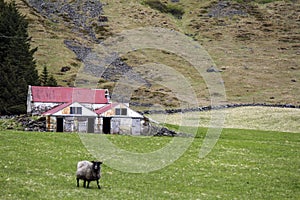 Pasture with sheeps and an old shed