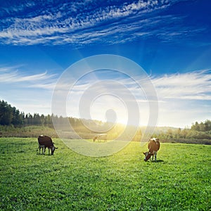 Pasture sunrise