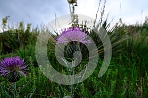 Pasture thistle plant at Matthews Winters Park in Golden Colorado