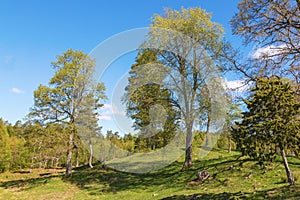 Pasture with trees at spring