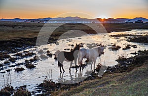 The pasture under the radiance of the setting sun