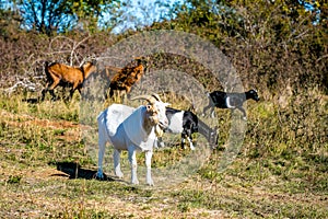 Pasture with white, brown and black goats grazing